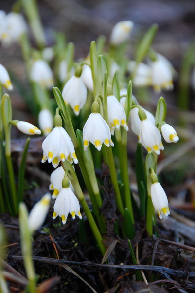 Klikněte pro zobrazení původního (velkého) obrázku