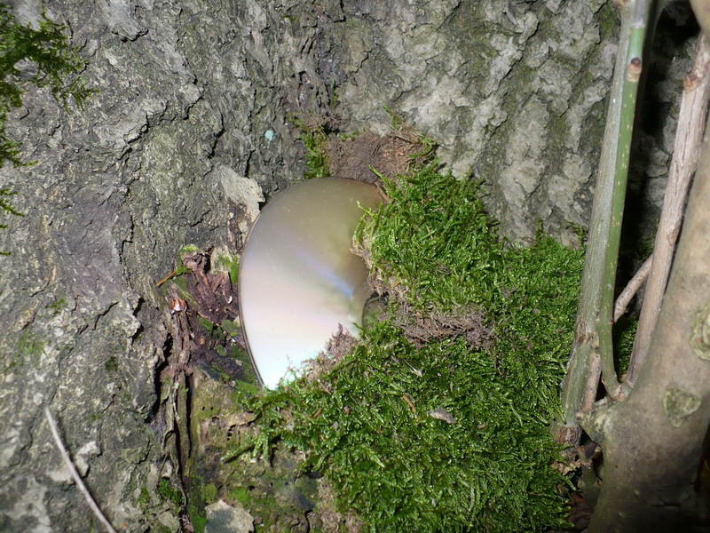 Klikněte pro zobrazení původního (velkého) obrázku